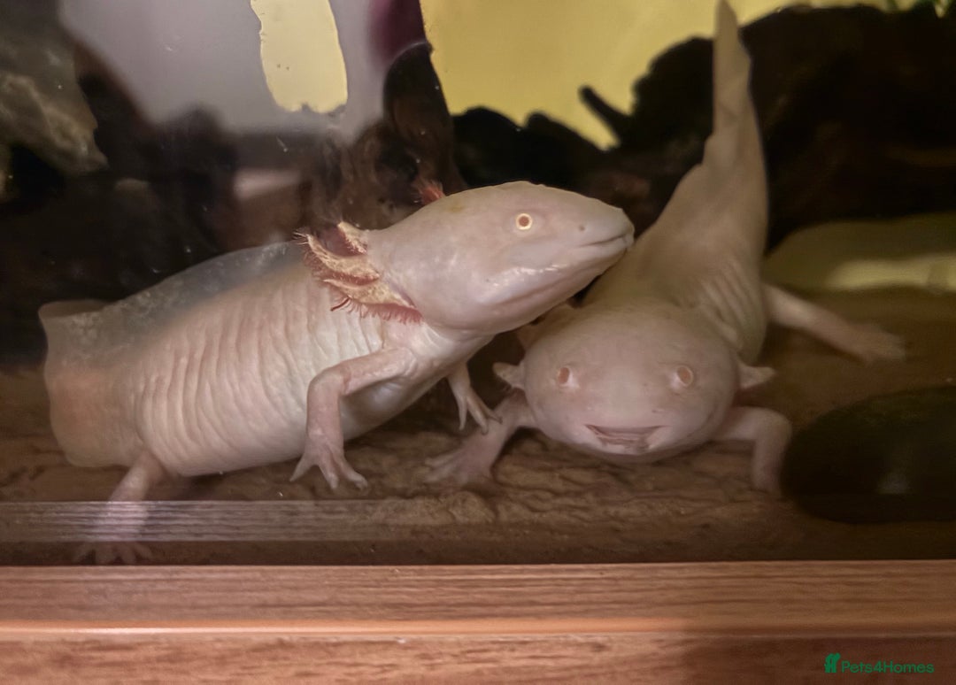 Axolotl reptiles for sale: Axolotls (Males & Females) - Advert 1