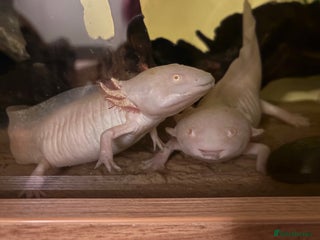 Axolotl reptiles Axolotls (Males & Females) - Advert 1
