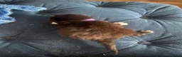British Longhair cats for sale: Long haired kittens  - Advert 6