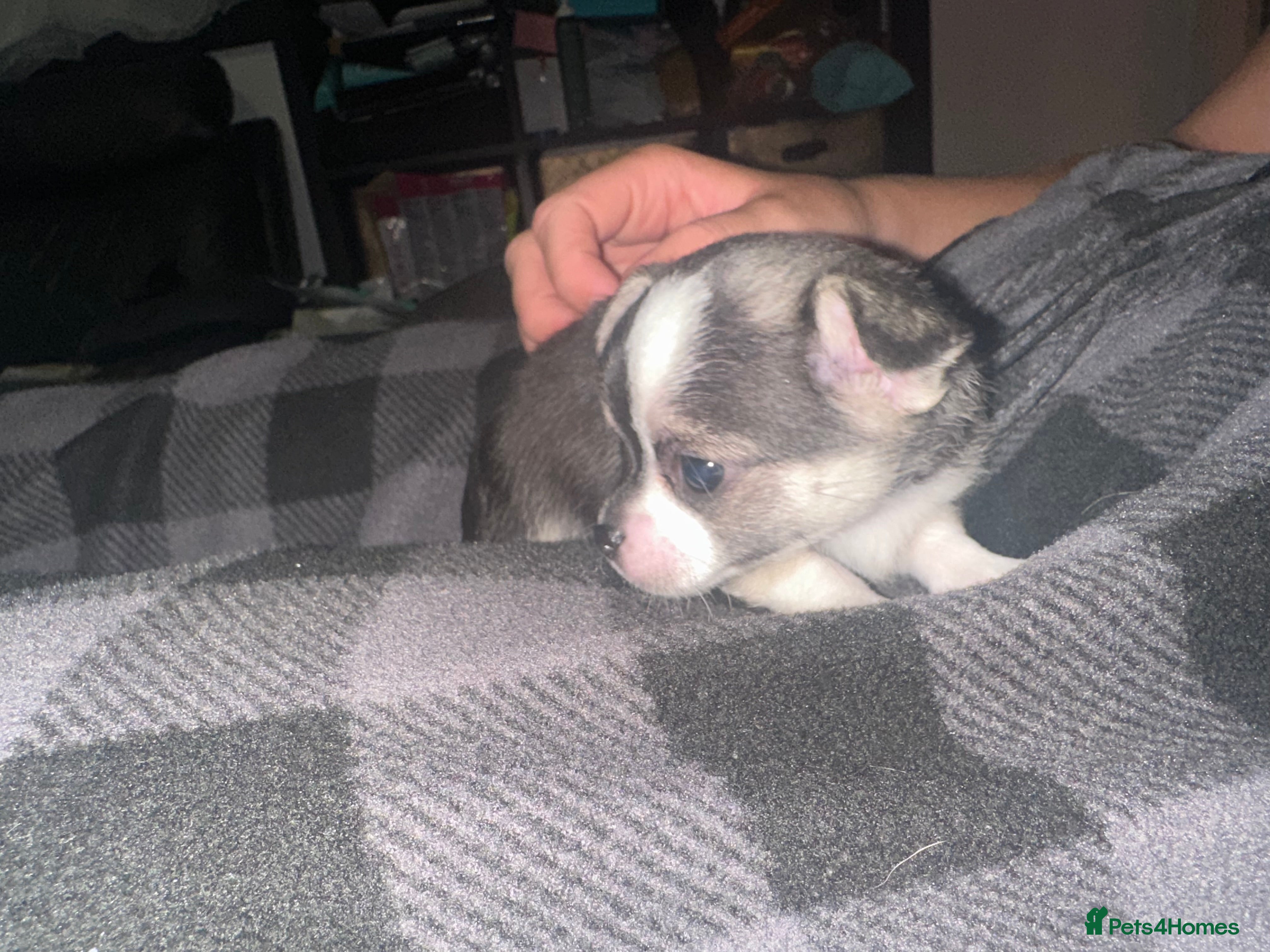 Chihuahua dogs Chihuahua puppies 3 boys & 1 girl, ready mid sept - Advert 17