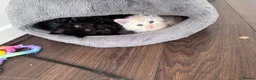 Maine Coon cats for sale: Maine Coon Kittens-Black Smoke&Cream Silver - Advert 34