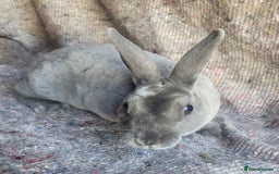 Rex rabbits for sale: 2 x stunning Mini Rex bucks  - Image 2