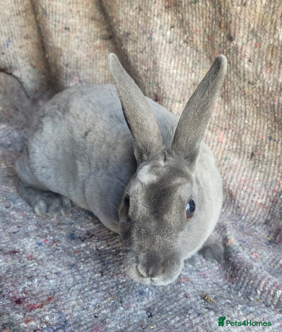 Rex rabbits for sale: 2 x stunning Mini Rex bucks  - Image 2