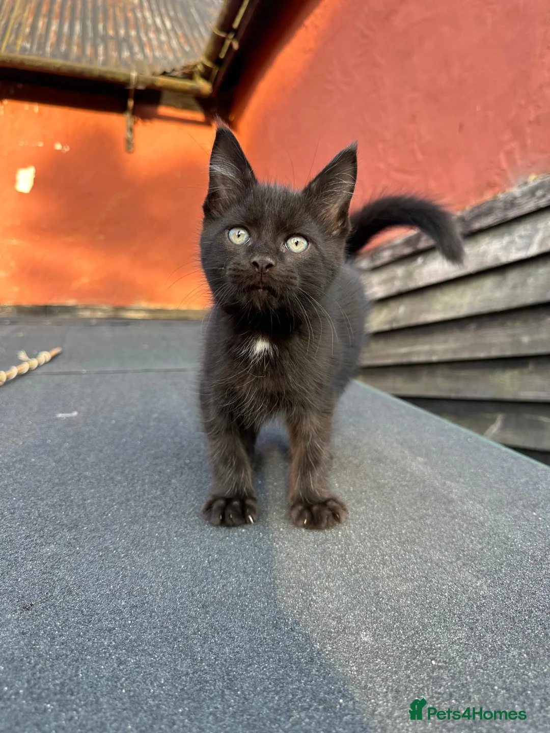 Mixed Breed cats for sale: 8 Beautiful Kittens Ready for Their New Homes - Advert 9