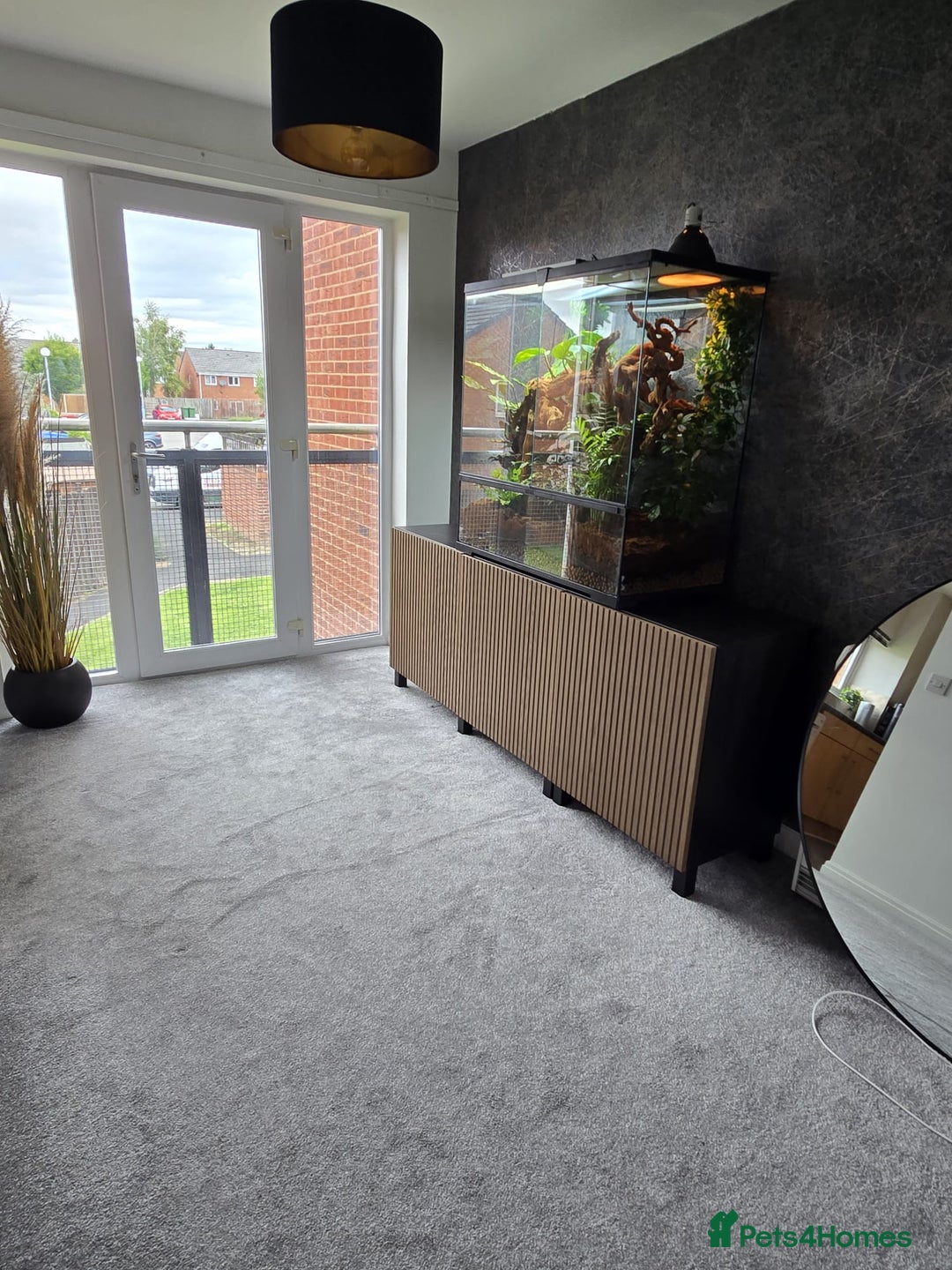 Chameleon reptiles for sale: Hybrid Panther Cameleon with full set up - Image 7