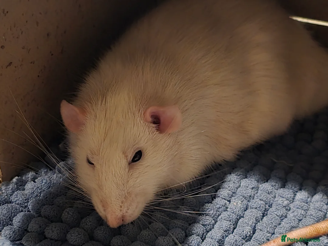 Rat rodents for sale: Male Rat Casper  - Advert 2