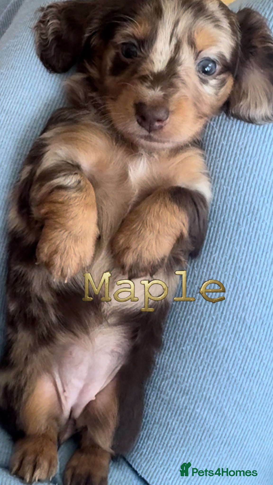 Dachshund dogs KC registered Dachshund long/short haired puppies - Advert 13