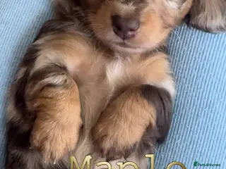 Dachshund dogs KC registered Dachshund long/short haired puppies - Advert 12