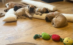 Bullmastiff dogs for sale: Show Quality Bullmastiff Puppies - Image 2