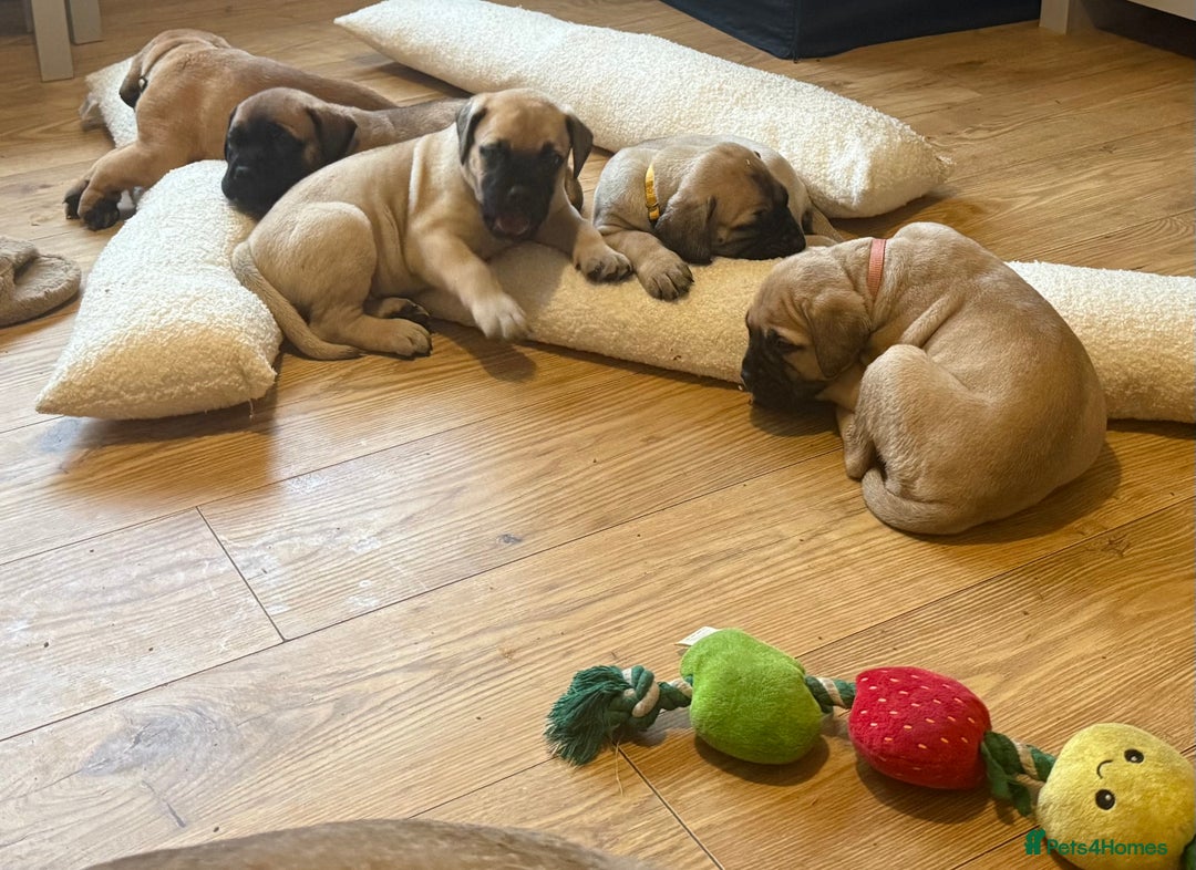 Bullmastiff dogs for sale: Show Quality Bullmastiff Puppies - Image 2