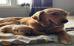 Golden Retriever dogs for sale: 🐾 Golden Retriever Puppies – Ready Soon! 🐾 - Image 3