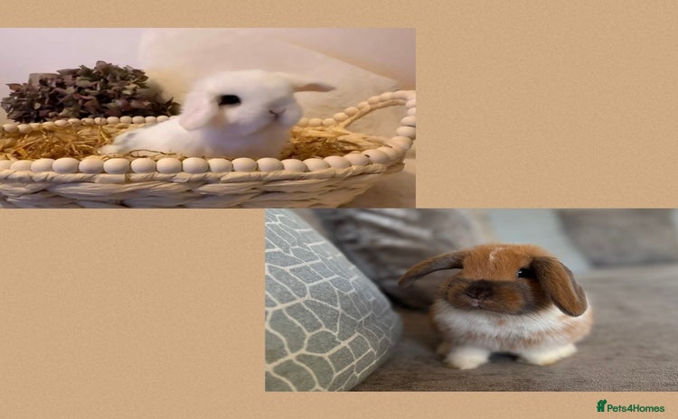 Mini Lop rabbits Mini Lop babies Ready now 🏡 (1 Girl & 1 Boy left) - Advert 10