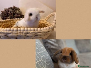 Mini Lop rabbits Mini Lop babies Ready now 🏡 (1 Girl & 1 Boy left) - Advert 12
