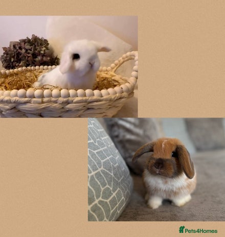 Mini Lop rabbits Mini Lop babies Ready now 🏡 (1 Girl & 1 Boy left) - Advert 10