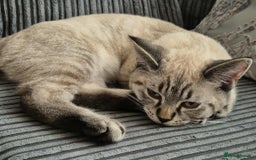 British Shorthair cats for sale: British Shorthair Boy - Image 6