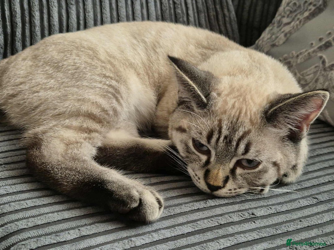British Shorthair cats for sale: British Shorthair Boy - Image 6