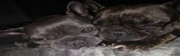 French Bulldog dogs for adoption: Pollyanna  ( Brindle )  - Advert 3