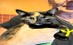 Mixed Breed cats for sale: 2 CUTE TORTOISESHELL GIRLS  - Image 5