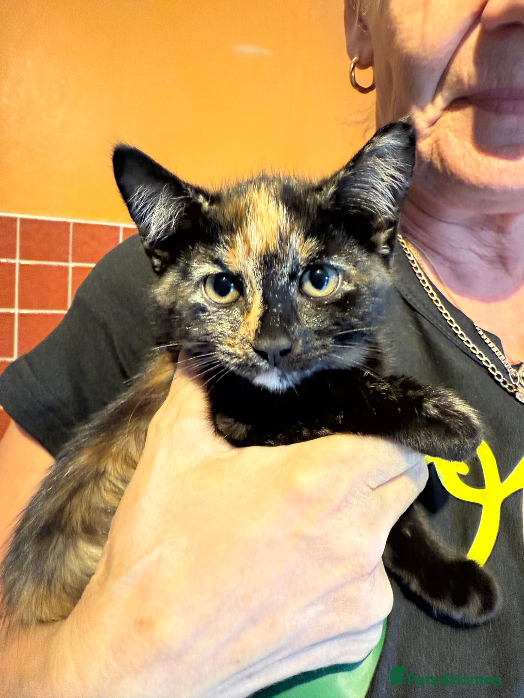 Mixed Breed cats for sale: 2 CUTE TORTOISESHELL GIRLS  - Image 5