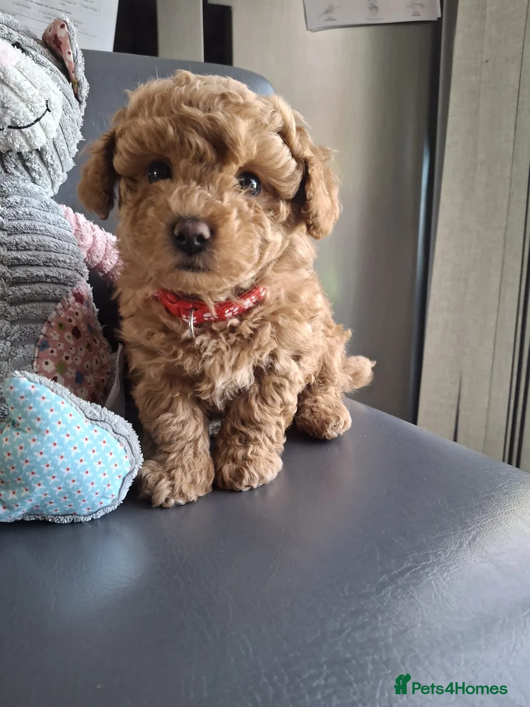 Maltipoo dogs for sale: 1 Stunning Male Maltipoo Puppy For Sale - Advert 2