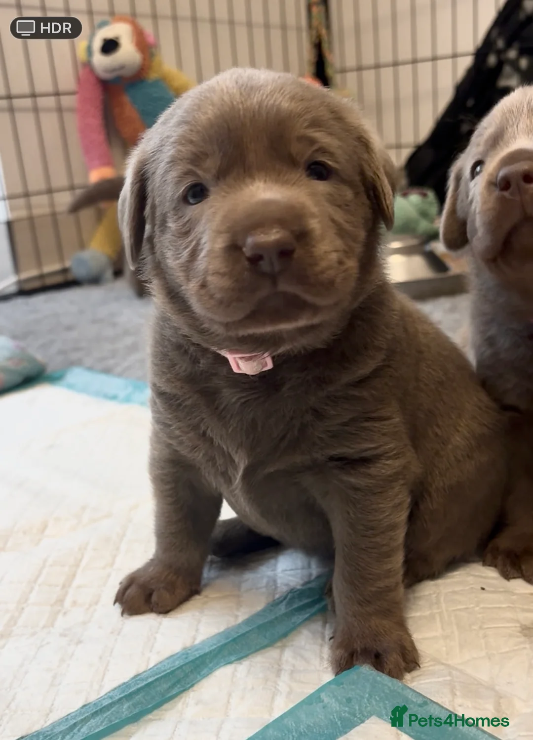 Labrador Retriever dogs for sale: KC silver Labrador (last girl remaining) orange  - Advert 14