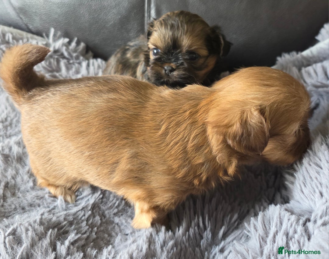 Shih Tzu dogs for sale: Stunning Rare Brindle Imperial Shih Tzu puppies - Image 12