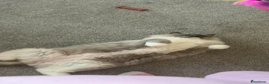 Ragdoll 1