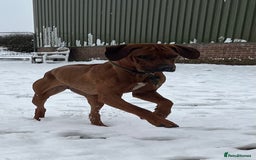 Rhodesian Ridgeback dogs for sale: Exquisite litter Rhodesian Ridgebacks - Image 4