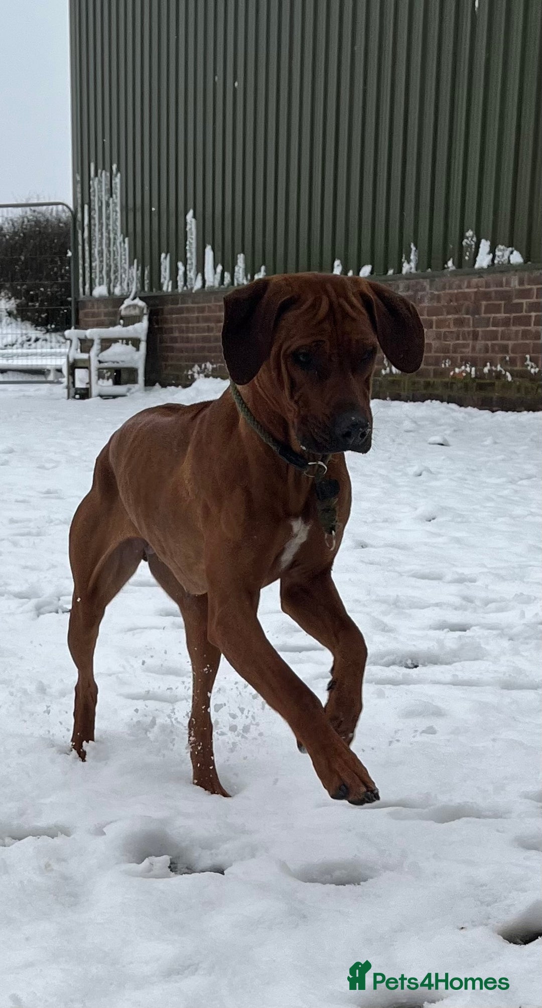 Rhodesian Ridgeback dogs for sale: Exquisite litter Rhodesian Ridgebacks - Image 4