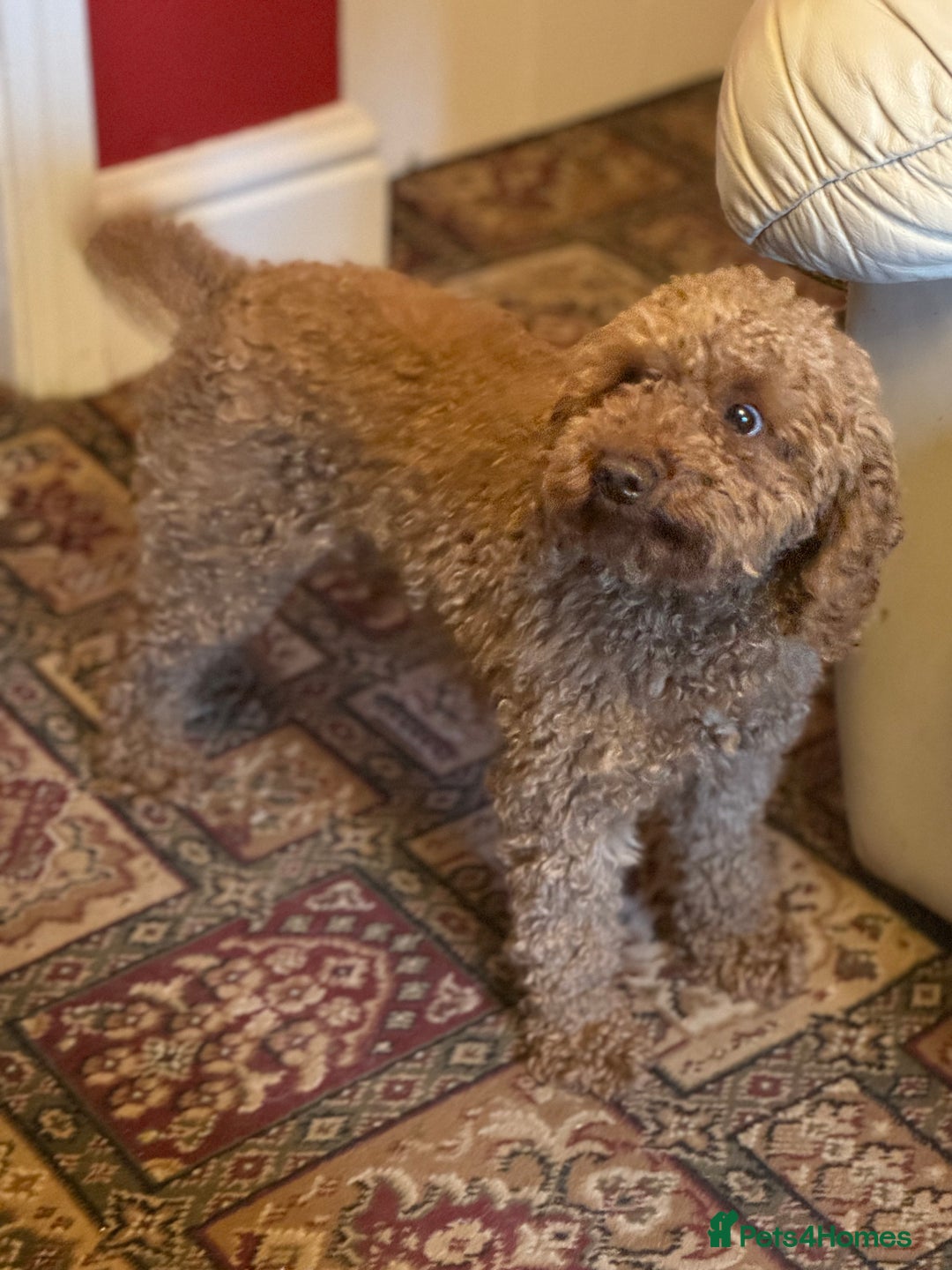 Miniature Poodle dogs for stud: HEALTH TESTED RED MINIATURE POODLE in Bewdley - Advert 3