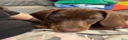 Dachshund dogs for sale: Male Smooth-Haired Dachshund Puppy - Advert 3