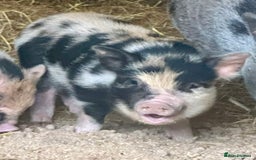 Pig livestock for sale: Two Adorable Micro Piglets Juliana,s - Image 2