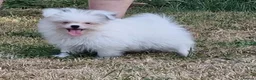 Mixed Breed dogs for sale: Last one boy pomeranian x shitzu fully vacinated - Advert 4