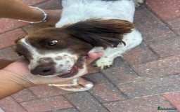 Sprocker dogs for sale: 7 beautiful sprocker puppies  - Image 8
