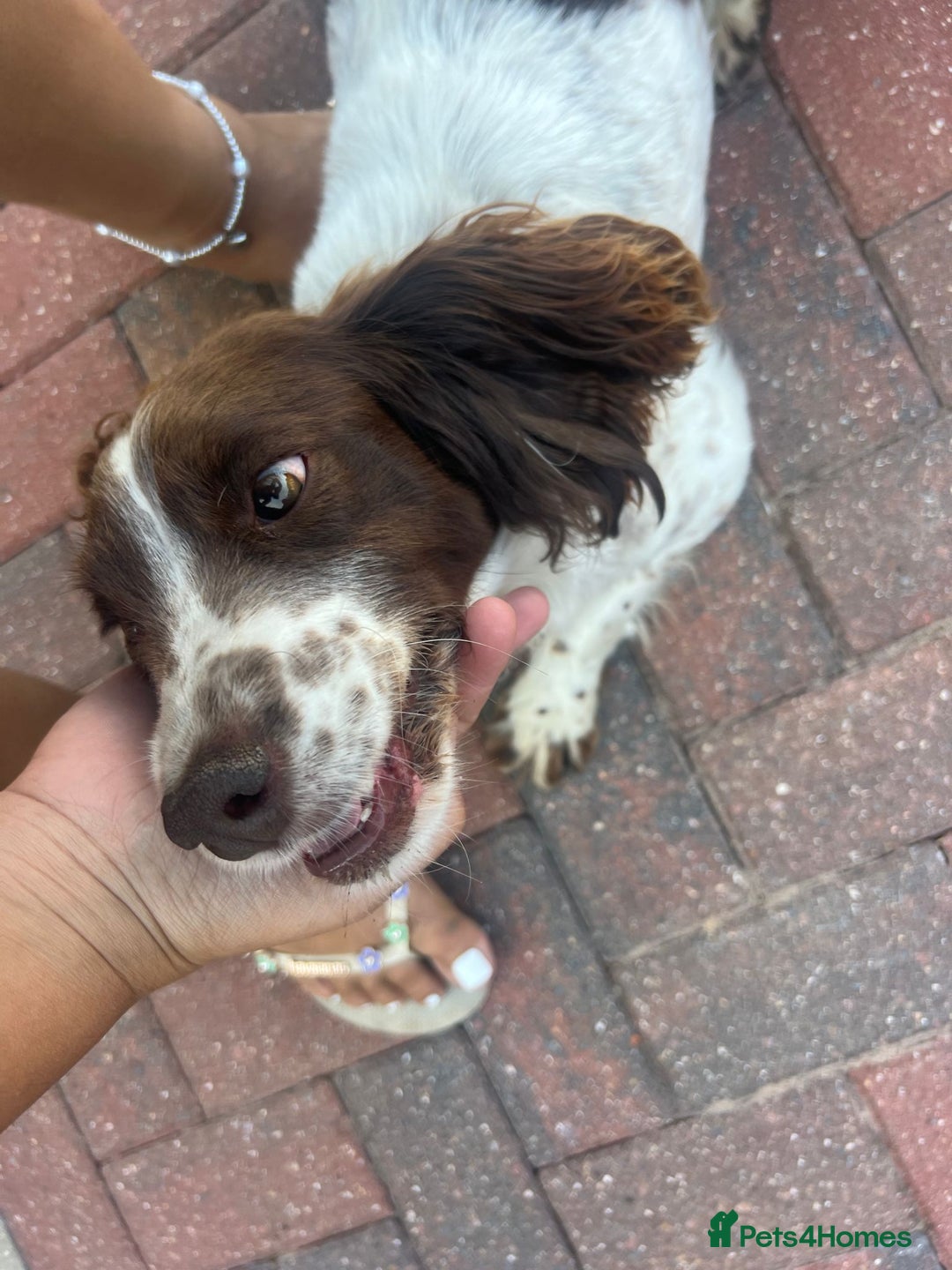 Sprocker dogs for sale: 7 beautiful sprocker puppies  - Image 8