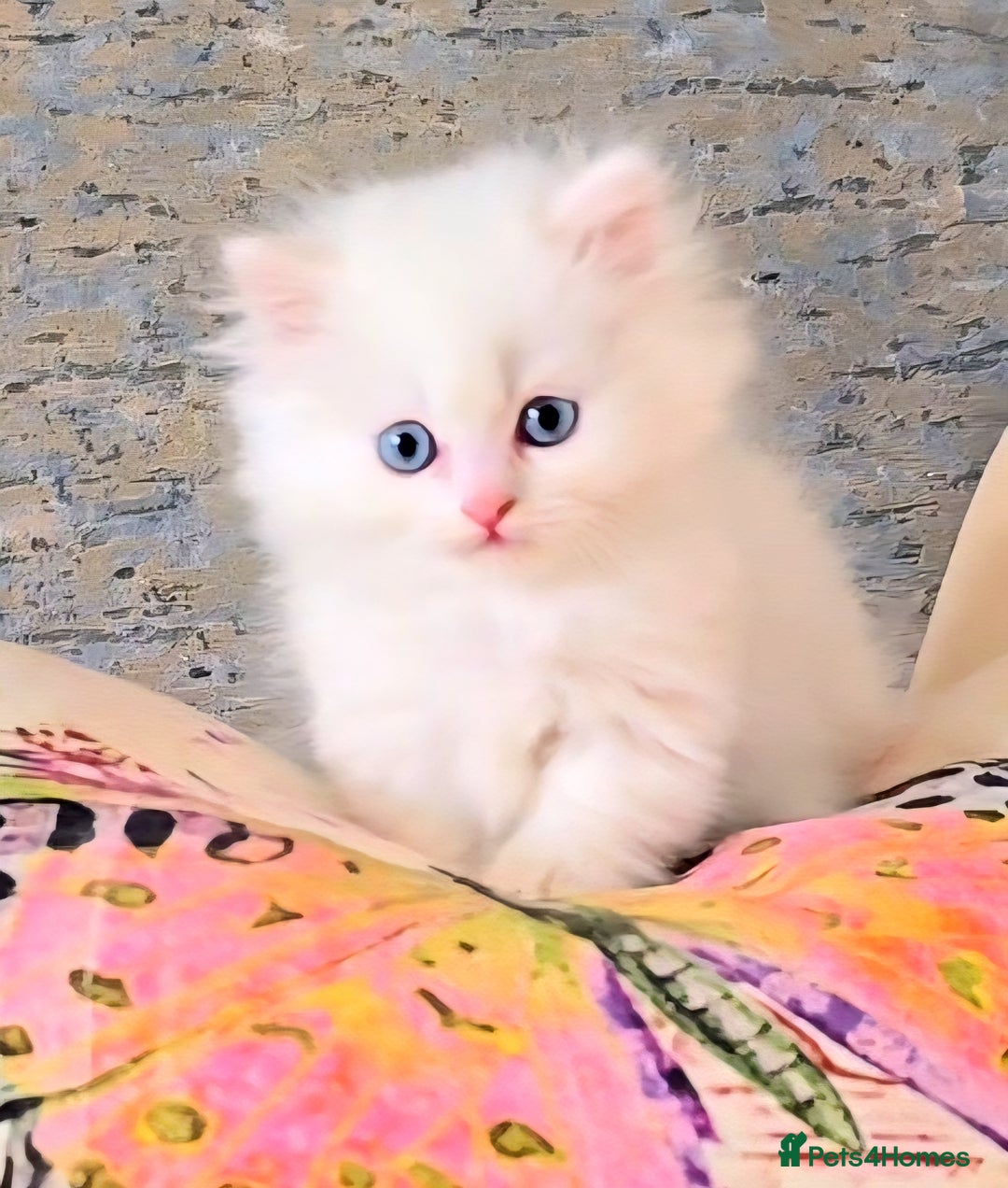 Persian cats for sale: Rare SHORT LEG Persian - Image 1