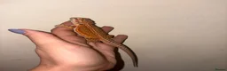 Bearded Dragon reptiles for sale: Super friendly bearded dragon - Advert 2