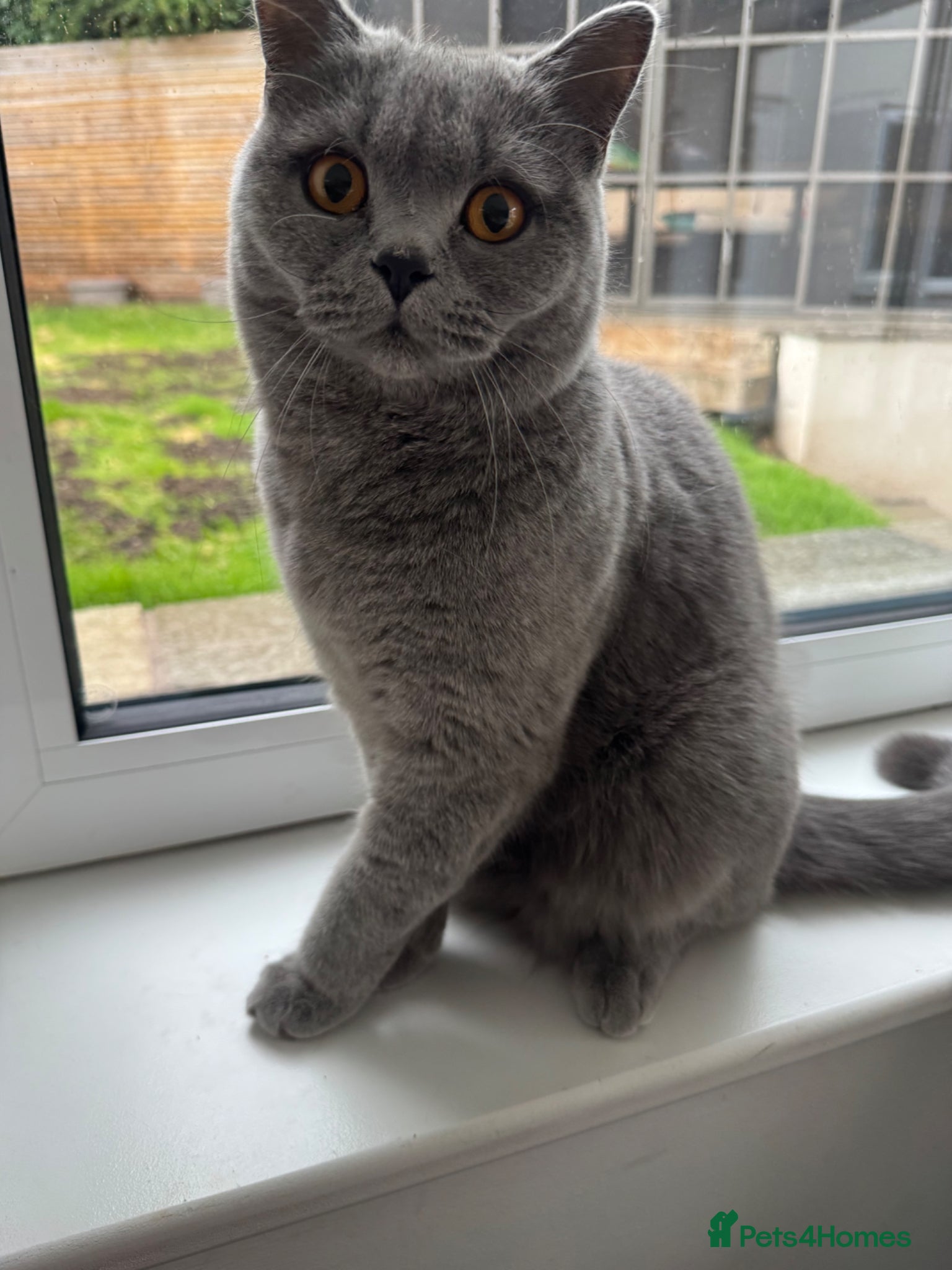 British Shorthair cats Beautiful 1-Year-Old British Shorthair  - Advert 2