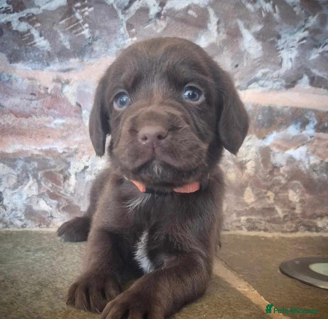 Springador dogs for sale: 7 beautifil springadors  - Advert 1