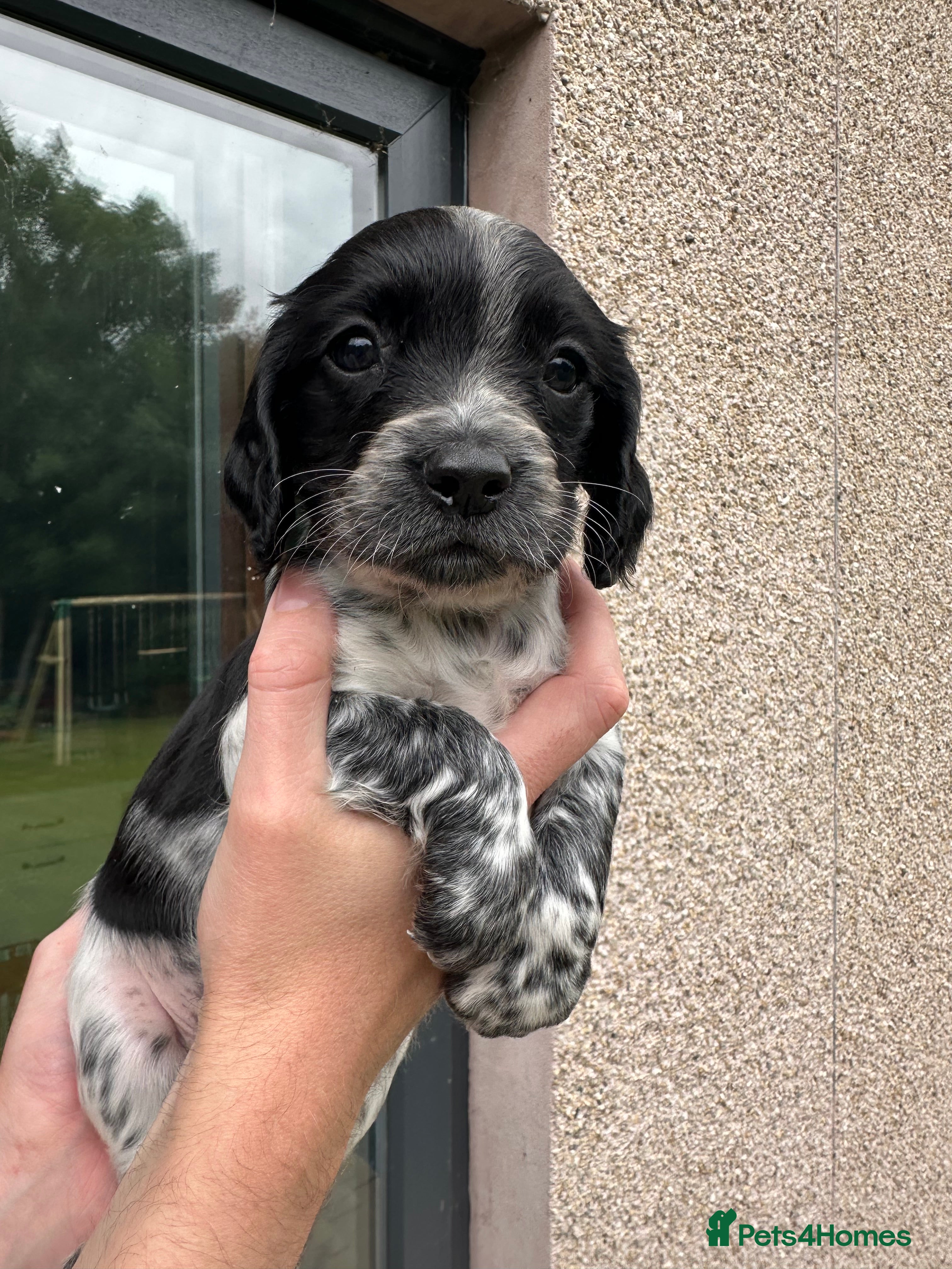 Sprocker dogs F2 Sprocker Puppies - 2 left! 🤎🖤🐾  - Advert 2