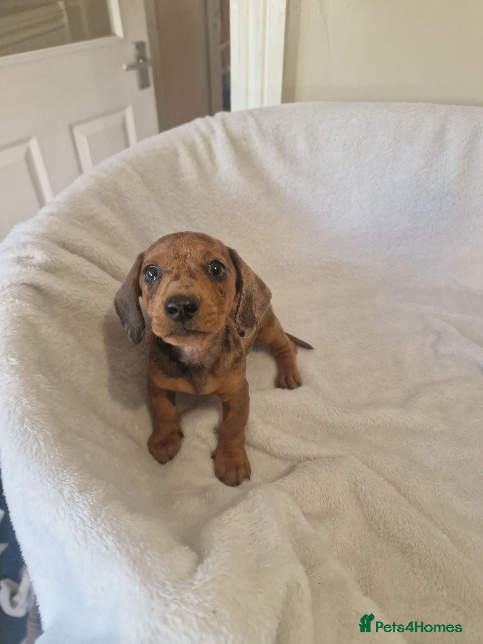 Miniature Dachshund dogs Beautiful miniature daschunds  - Advert 2