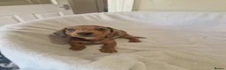 Miniature Dachshund dogs for sale: Beautiful miniature daschunds  - Advert 20