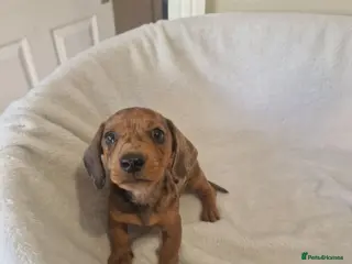 Miniature Dachshund dogs Beautiful miniature daschunds - Advert 2