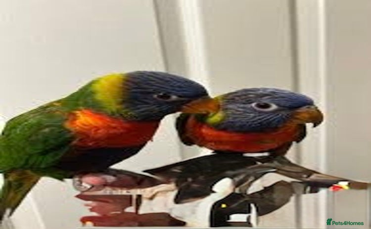 Parrots birds - Advert 3