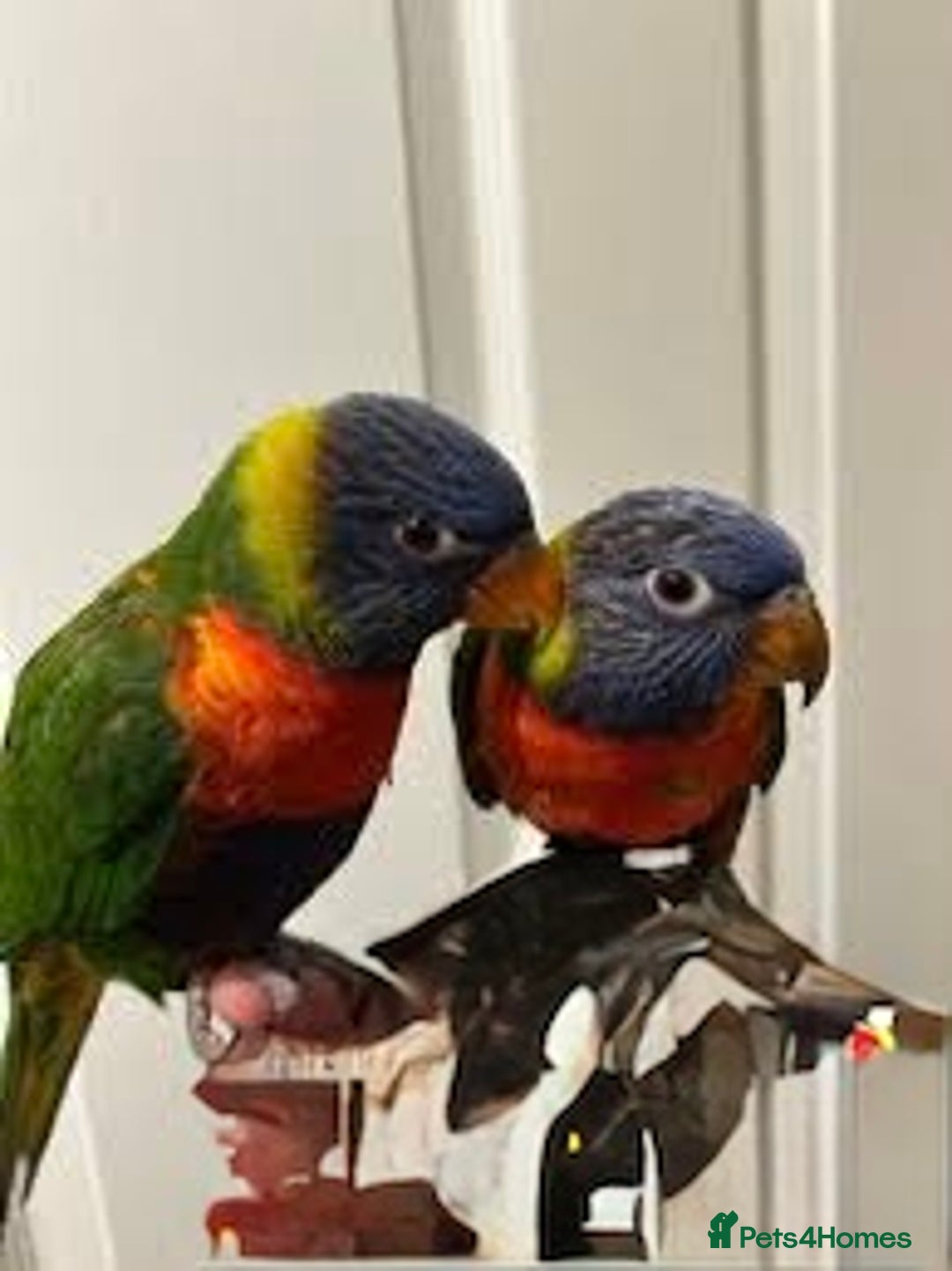 Parrots birds for sale: Parrot for sale Glasgow  - Image 8