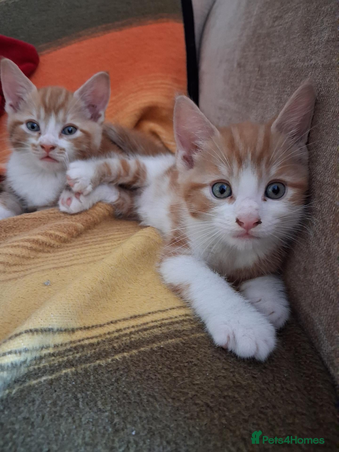 Mixed Breed cats Last ginger male kitten available for sale - Advert 1