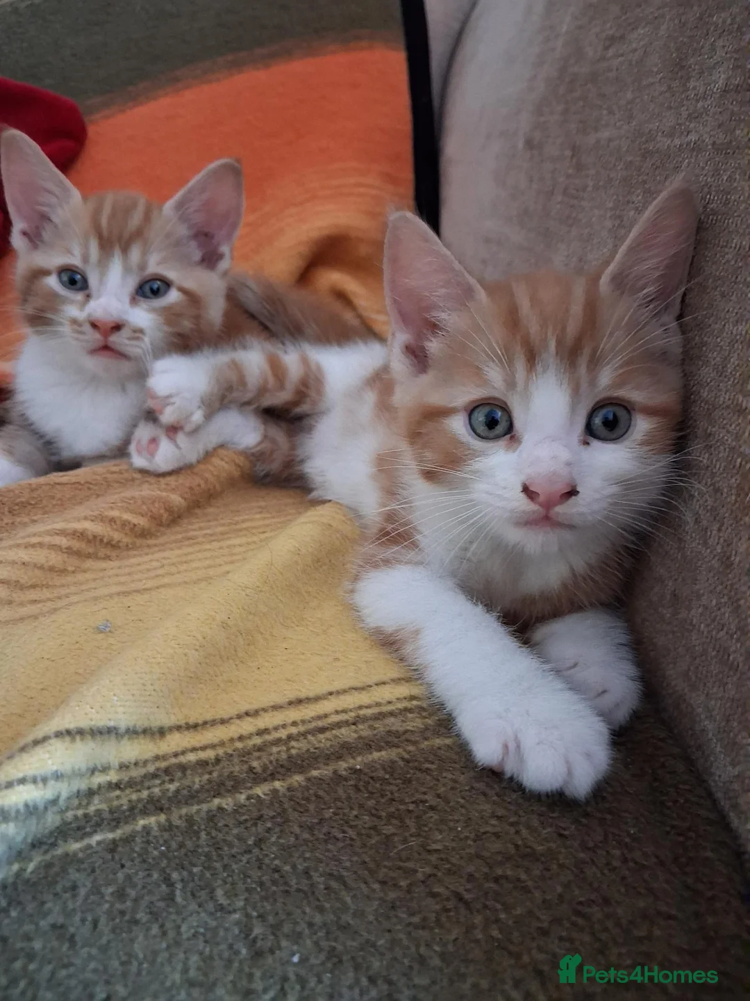 Mixed Breed cats for sale: Last ginger male kitten available for sale - Advert 1