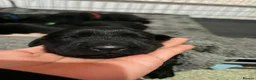 Flat coated Retriever dogs for sale: Flat coat retriever puppies for sale - Advert 23