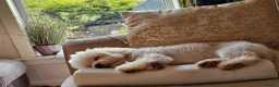Shih Tzu dogs for sale: 10 month shih tzu puppy for sale in Falkirk - Advert 5