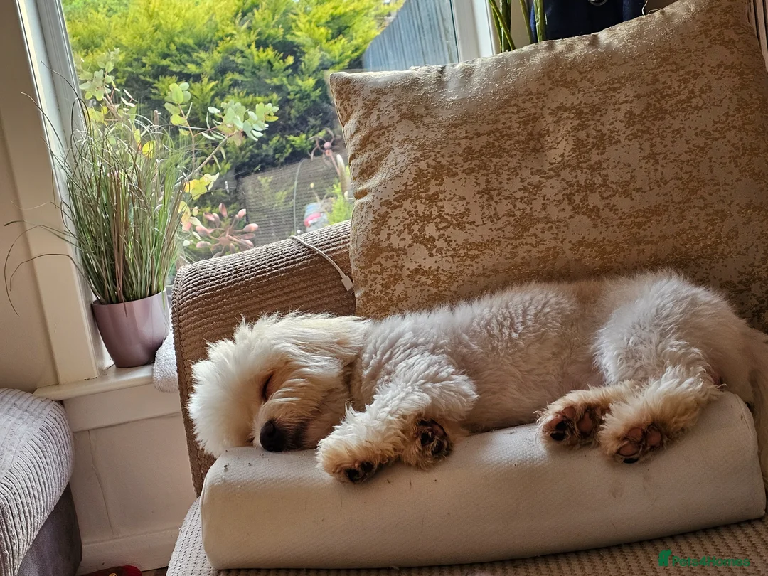Shih Tzu dogs for sale: 10 month shih tzu puppy for sale in Falkirk - Advert 5
